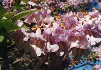 Paulownia tomentosa (kiri)
